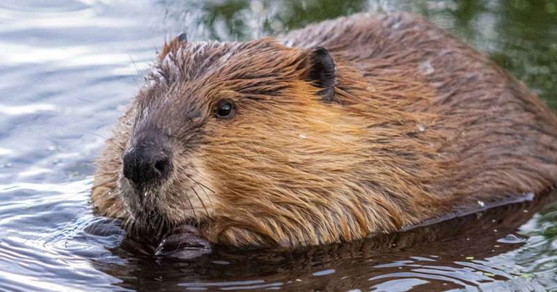 Urban Beavers: Transforming Utrecht’s Waterways and Ecology