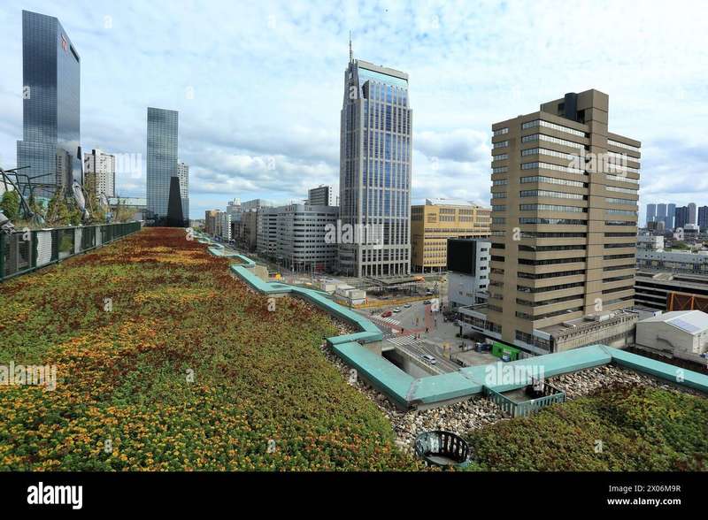 Birds and Bees Thrive in Rotterdam's Rooftop Jungles