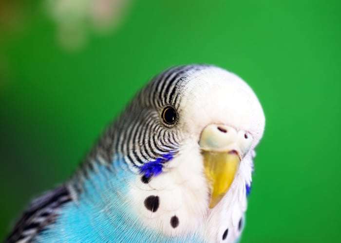 Parakeets Redefine Eindhoven's Urban Soundscape