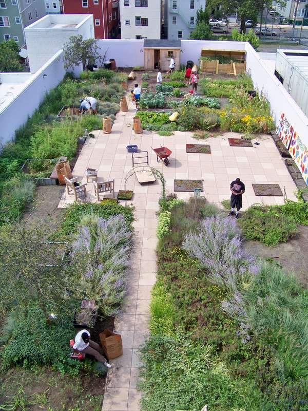 Rooftop Gardens in Groningen: Cooling Urban Heat in the Netherlands
