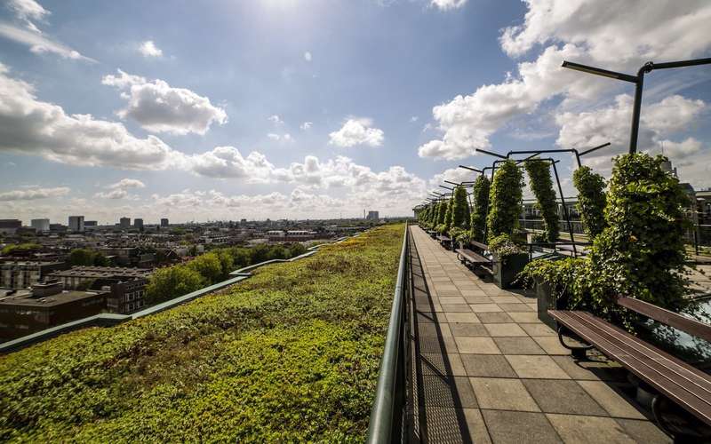 Exploring Microhabitats on Rotterdam's Innovative Rooftops