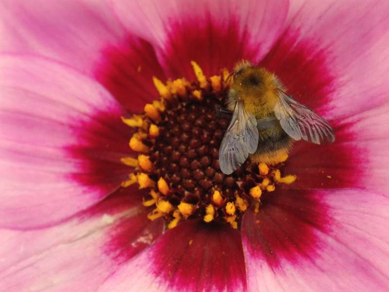 Bees Thrive in Utrecht's Urban Greenspaces: Surprising Nesting Spots