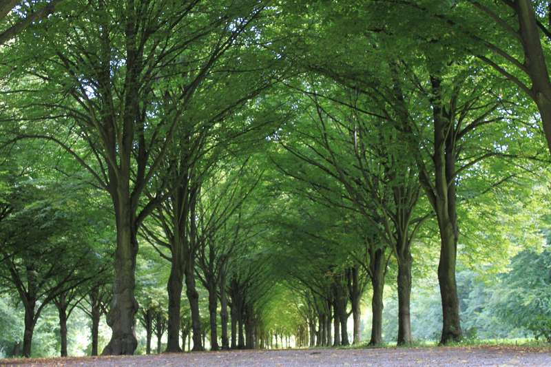 Exploring Dutch Legends in Amsterdamsche Bos at Midnight
